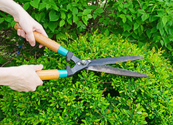 Lawn & Landscape Maintenance Services